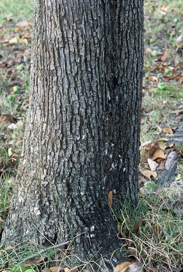 {Malus angustifolia}